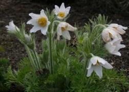 Pulsatilla vulgaris White Bells / Tavaszi kökörcsin